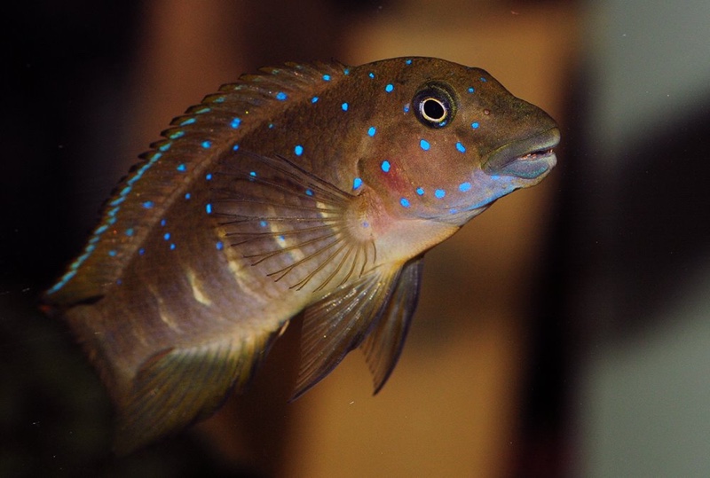 Eretmodus cyanostictus 'Cameron Bay'